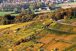 Weinberge in Alzenau-Michelbach im Herbst