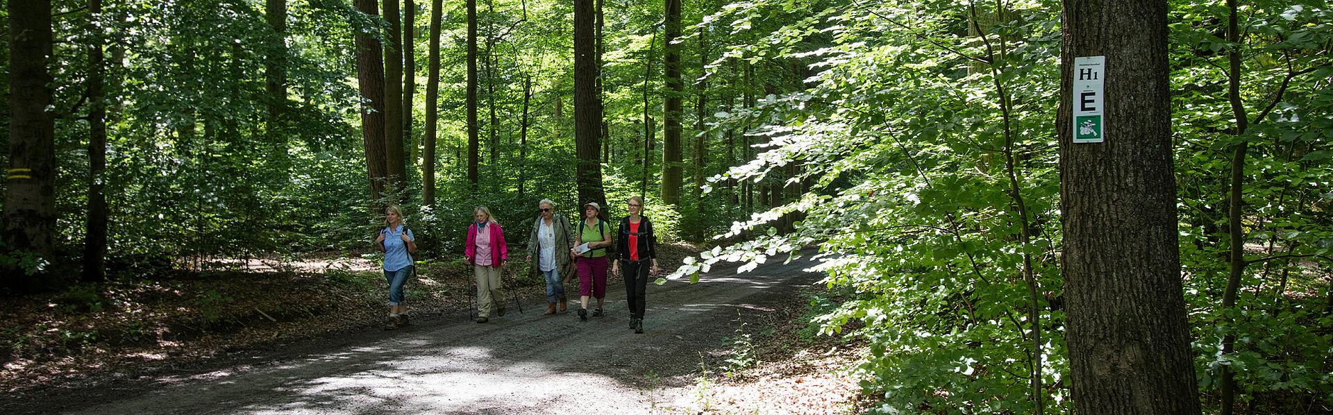 Wandergruppe im dichten Spessartwald